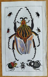 Beetle (Plate 19) - Wilhelm Original Colored Print - 1800 - Picture 1 of 1