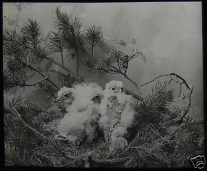 VIKTORIANISCHE magische Glaslaternenschieber KESTRAL FALKE KÜKEN UM 1890 GREIFVÖGEL - Bild 1 von 2