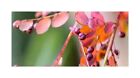 10x Phyllanthus Parviflorus Bush Garden Plants - Seeds ID1509