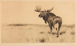 Moose Etching – Wilhelm Kuhnert 1917 – Exquisite German Wildlife Art Print Decor - Picture 1 of 2