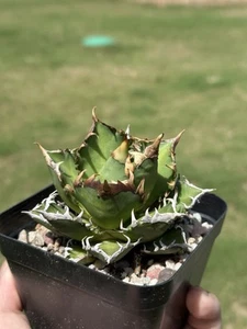Agave Titanota "red cat" seed grown Succulent live plants  - Picture 1 of 7