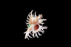 Tatskieshell- Chicoreus cnissodus - 50 mm. - Picture 1 of 3