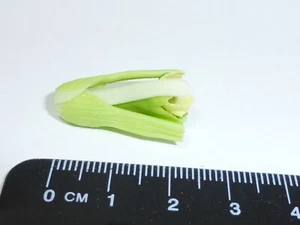 1:12 Scale Bunch of Celery Doll house Miniatures Vegetable, Garden , Kitchen - Picture 1 of 3