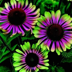 20pcs Green Twister Purple Cone Flowers Garden Flower Seeds for Spring summer - Picture 1 of 2