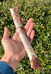 RARE Pterosaur Metacarpal Fossil Dinosaur Bones 10.7” Kem Kem Morocco Cretaceous - Picture 1 of 13