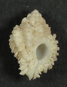 MUREX INCISA 18.61mm BEAUTIFUL SPECIMEN Isla Gobernadora, Pacific Panama - Picture 1 of 2