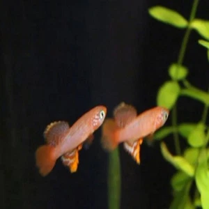 Killifish Eggs Live Killi Egg - Aquarium Fish 15 Eggs Nothobranchius flammicoman - Picture 1 of 2