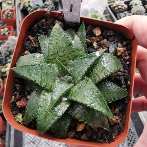 7CM Succulent Plant Haworthia Haworthiopsis Koelmaniorum Home Garden Beautiful - Picture 1 of 12