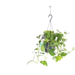 Efeutute Ampel Epipremnum aureum Zimmerpflanze Grünpflanze besser Raumlufr - Bild 1 von 1