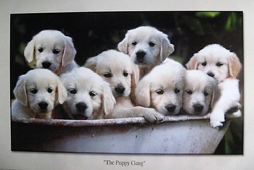 Poster The Puppy Gang Labradors Golden Retrievers  - Image 1 of 1