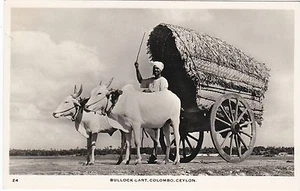 CEYLON BULLOCK CART REAL PHOT POSTCARD - Imagen 1 de 1