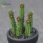 5Pcs 5Cm Succulent Cactus Live Plant Echidnopsis Cereiformis Asclepiadaceae Rare