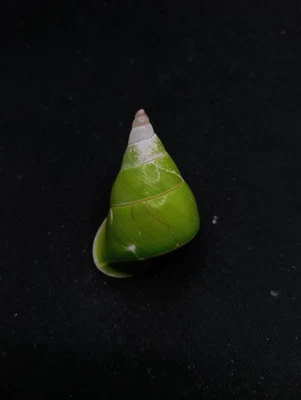 Papuina pulcherrima land snail Manus island 40mm Sea shell collectors #14579 - Image 1 of 4