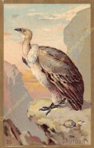 Chromo Waffle Embossed Animals VULTURE N25 - Picture 1 of 2