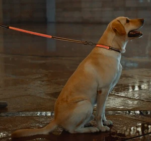 Glowing LED Dog Leash USB Rechargeable Leash 7-Color Led Light Up and 2 Reflect - Picture 1 of 22