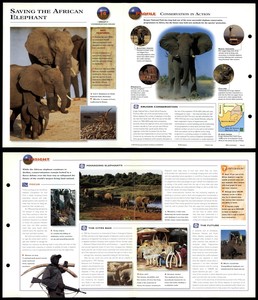 Saving The African Elephant #14 Conservation - Wildlife Explorer Fold-Out Card