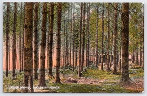 1910s Temple, Maine - Varnum Pond - Wooded Fishing Camp, Wilton ME  Postcard UNP - Picture 1 of 2
