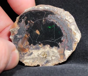 Prezioso legno di opale nero stabile della Virgin Valley Nevada - 97,6 ct - opalizzato - Foto 1 di 5