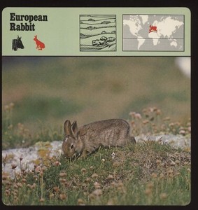 European Rabbit  Safari Cards Rencontre Mammals