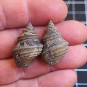 2pcs 33mm Gastropod Fossil Jurassic 484 - Picture 1 of 7