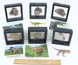 6 Species Genuine Dinosaur Fossils T rex Stegosaurus Allosaurus etc. COA 6950 - Picture 1 of 7