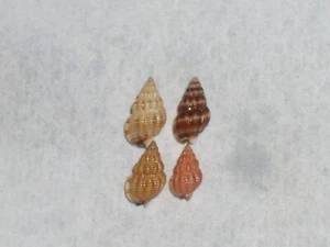TRITIA INCRASSATA COLOUR COLLECTION - Imagen 1 de 2