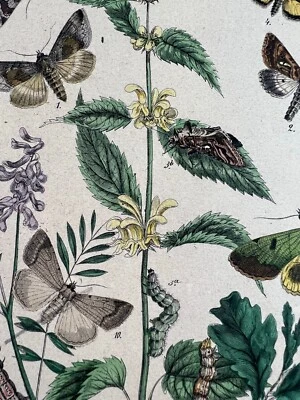 Handkolorierte Lithographie Pflanzen und Schmetterlinge 21x27cm - Bild 1 von 4