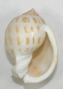 CASSIS SABURON 54.55mm BEAUTIFUL SPECIMEN off Isola d'Elba, Italy  - Picture 1 of 2