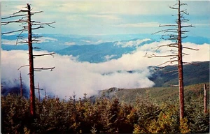über den Wolken bei Clingmans Kuppel Smoky Mountains Tennessee Chrom Postkarte F3 - Bild 1 von 2