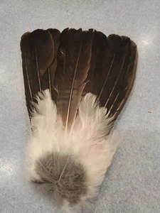 X Eurasian Blue Jay Bird Full Tail Feathers JB8 - Picture 1 of 2