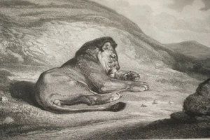 LION LITHOGRAPHIE BARYE LE ROUX IMPRIMERIE BERTAUTS GRAVURE R3522 - Imagen 1 de 3
