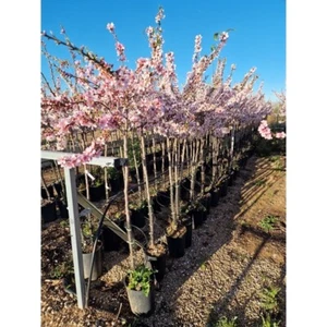 Mandelbaum Prunus dulcis Avijor Echter Mandelbaum 160-200cm winterhart Obstbaum - Bild 1 von 4
