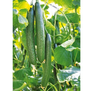 15 Cucumber Chinese Slangen Seeds - Picture 1 of 4