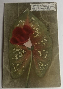 Postal envía esta tarjeta a mi viejo Pard postal 1909 flor roja parte posterior dividida - Imagen 1 de 4