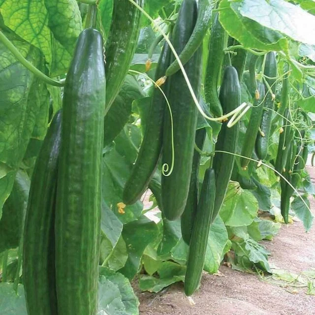 Heirloom ORGANIC BIO Cucumber Burpless Green FI Hybrid 10 SEEDS non-GMO - Image 1 of 1