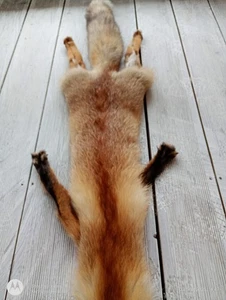 Highland Mountains Wild Red Fox Pelt Hide Taxidermy Arts Crafts - Picture 1 of 12