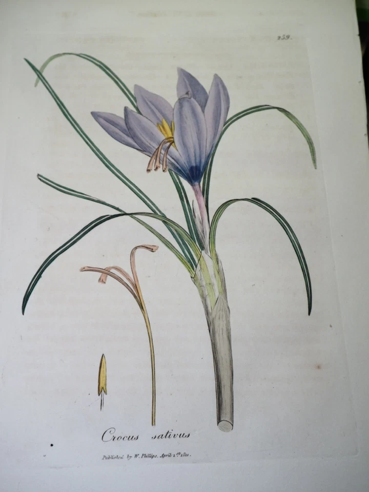 Antike Gravur Woodville Medizinische Botanik "Crocus sativus" Safran - Bild 1 von 1