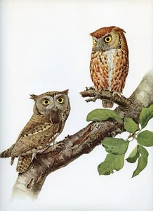 J F Lansdowne BÚHO CHILLÓN ilustración de pájaro salvaje 1968 impresión de pájaro vintage - Imagen 1 de 4