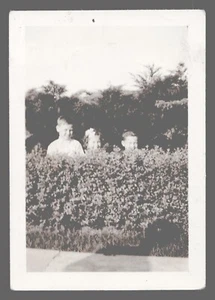 Vintage Found 3.5 x 2.5 Snapshot Photo Three Kids Behind Bushes 19 - Picture 1 of 2