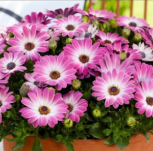 Osteospermum plug plants daisy rose bicolour garden flowers trailing, pack of 3 - Picture 1 of 1