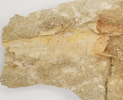 Odontopteryx Toothed Bird Bone Fossil - Ouled Abdoun Basin - Oued Zem, Morocco  - Image 1 of 4