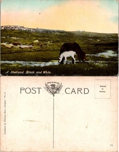 Postal de colección - Shetland blanco y negro - Imagen 1 de 1