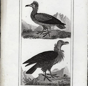 Geier mit Reiher und kleinem Geier Originalgravur um 1800 Massard Vauthier - Bild 1 von 3