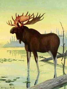 A4 Photo Fuertes Louis Agassiz 1920 Moose Print Poster - Picture 1 of 1
