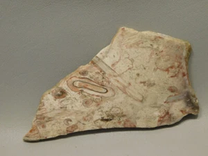 Petrified Palm Wood Polished Slab Rock 5.4 inch California #Ox137 - Picture 1 of 5