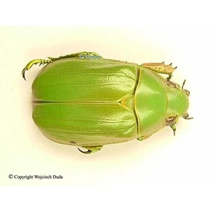 Chrysina intermedia, rare!  A- - Picture 1 of 1