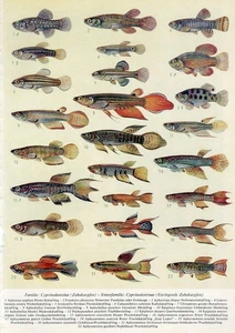 1930s AQUARIUM FISH STRIPED PANCHAX LYRETAIL PANCHAX Antique Litho Print - Picture 1 of 1