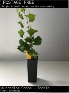 Muscadine Grape - Adonis (Vitis rotundifolia) Fruit Tree Plant - Picture 1 of 7