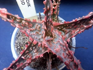 ALOE "OIK" HYBRID *** SELDOM AVAILABLE ! ! *** / CACTUS - Picture 1 of 5