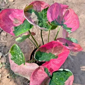 Caladium Achankhong 1 Bombilla Oreja de Elefante Corazón de Jesús Alas de Ángel De Tailandia - Imagen 1 de 6